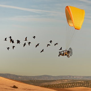 Das Siegerfoto von Gunnar Hartmann zeigt zwei Forscherinnen in einem Leichtflugzeug, die hinter einem Schwarm junger Waldrappen fliegen