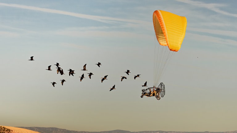 Das Siegerfoto von Gunnar Hartmann zeigt zwei Forscherinnen in einem Leichtflugzeug, die hinter einem Schwarm junger Waldrappen fliegen
