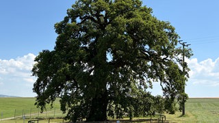 Die "Dicke Eiche" in Endlichhofen ist ein bis zu 500 Jahre alter Baum: Jetzt wird er als Nationalerbe-Baum noch besser geschützt.