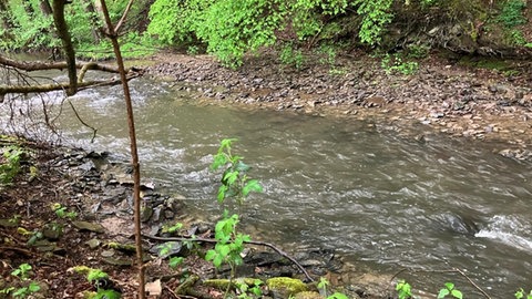 Nach der Hitzewelle hat die Nette im Kreis Mayen-Koblenz einen niedrigen Wasserstand.