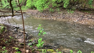 Nach der Hitzewelle hat die Nette im Kreis Mayen-Koblenz einen niedrigen Wasserstand.
