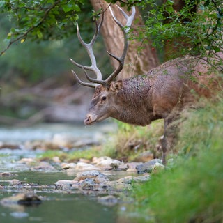 Wildtiere finden auch bei Dürre meist noch genug Wasser in der Natur.