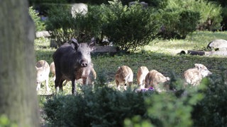 Wildschweine auf einem Friedhof (Symbolbild)