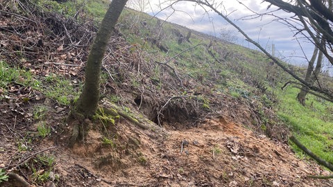 Bagger stehen am gesperrten Gleis und Fallen für Dachse wurden an einem gerodeten Bahndamm aufgestellt.