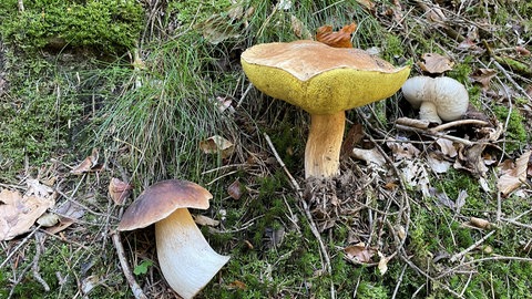 großer Steinpilz aus dem Pfälzerwald bei Bad Bergzabern