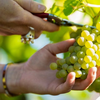 Die Weinlese in der Pfalz beginnt