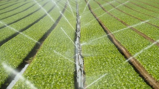 In der Südpfalz wird ein Feld bewässert - dafür wird Grundwasser genutzt