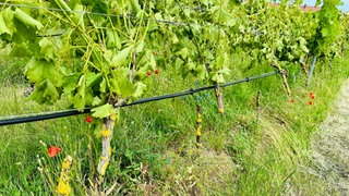 Abgeschnittene Reben der Initiative Wingertfreunde in Otterstadt 
