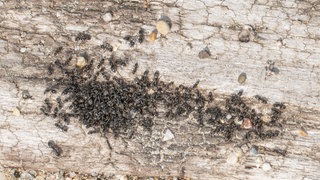 Ameisen auf dem Fußboden - die Ameisenplage in Limburgerhof konnte bislang noch nicht erfolgreich bekämpft werden