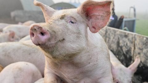 Ein Schwein in einem Stall auf einer Wiese auf einem Bauernhof: Der Kreis Bad Dürkheim versucht mit strengen Auflagen die Ausbreitung der Afrikanischen Schweinepest zu stoppen. 
