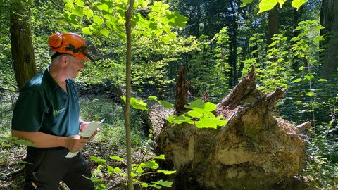 Förster Jürgen Render: Trockenheit, Pilze und Insekten setzen den Eichen zu.