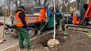 Bäume pflanzen in Ludwigshafen