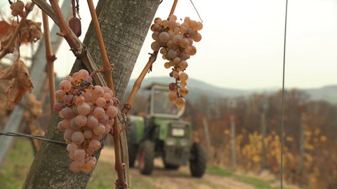 Reben in einem Weinberg in der Pfalz und im Hintergrund ein Traktor