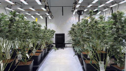 Beheizte Pflanzzelte sorgen für ein gleichmäßiges Klima. Cannabis in einer Halle in Harthausen in der Pfalz.