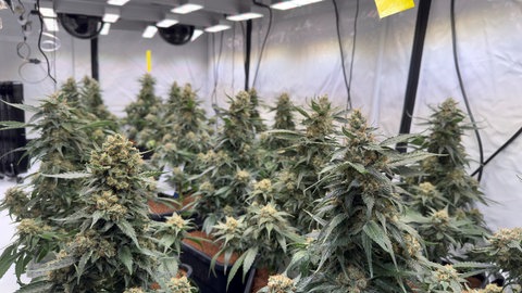 Cannabis mit Blütenansetzen in einer Halle in Harthausen in der Pfalz.