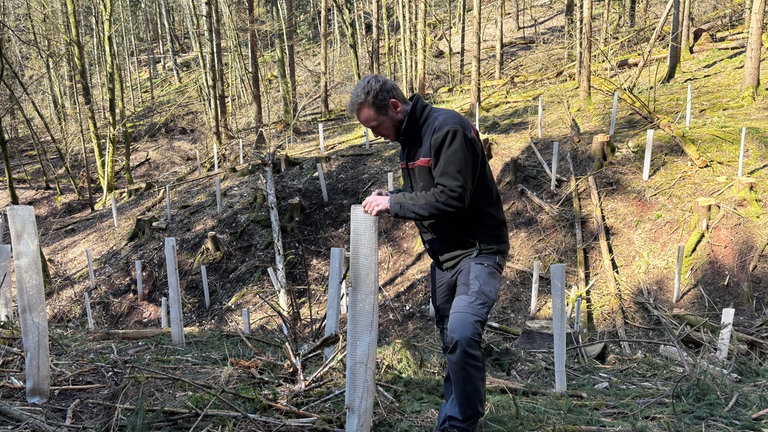 Trockenheit im Pfälzerwald