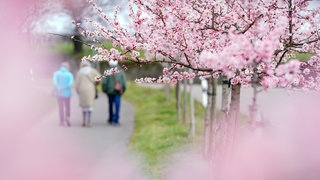 Spaziergänger gehen an blühenden Mandelbäumen vorbei: Das Mandelblütenfest in Gimmeldingen zieht Zehntausende an