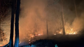 Im Wald bei Bad Bergzabern hat es Ende März gebrannt. 50 Feuerwehrleute waren im Einsatz.