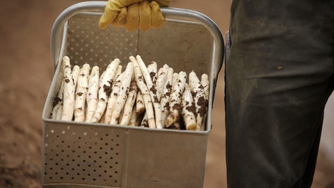 Für Pfälzer Spargel muss man derzeit zwischen 8 und 22 Euro pro Kilo bezahlen. Die Mengen sollen steigen.