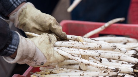 Der Preis für Pfälzer Spargel sinkt, wenn die Ernte-Menge steigt. Derzeit kostet das Kilo bis zu 22 Euro.
