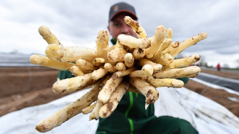 Die Ernte-Menge und die Lust auf Spargel: Beides spielt beim Preis eine Rolle.