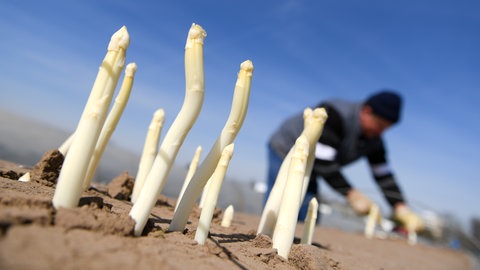 Spargel: Die Mengen steigen - aber sinkt jetzt auch der Preis pro Kilo?