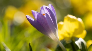 Der Frühling kommt nach Ludwigshafen. Die ersten Krokusse blühen und die Menschen freuen sich.