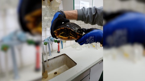 Die in der Kläranlage gefundene Schildkröte im Zoo in Landau