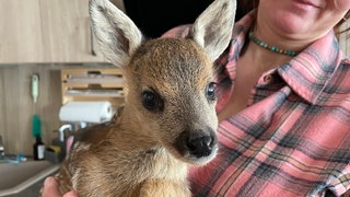 Das Reh, das in Grünstadt gerettet wurde, lebt nun in Frankenstein 