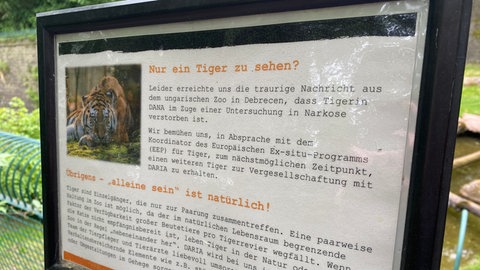 Eine Infotafel zur Tigerin Daría im Landauer Zoo.