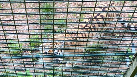 Die Tigerin Daría in ihrem Gehege im Landauer Zoo.