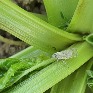 Eine Schilf-Glasfluegelzikade sitzt auf einer Zuckerrübe: Die kleinen Insekten befallen immer mehr Gemüseäcker in der Pfalz und bedrohen die Ernte