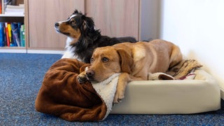 Zwei Hunde liegen in einem Büro in ihrem Körbchen (Symbolbild): Bei der Stadt Ludwigshafen gibt es mittlerweile 110 Bürohunde.