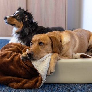 Zwei Hunde liegen in einem Büro in ihrem Körbchen (Symbolbild): Bei der Stadt Ludwigshafen gibt es mittlerweile 110 Bürohunde.