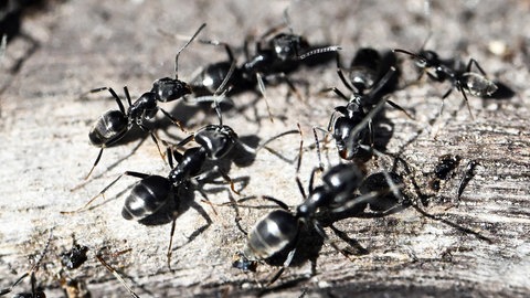 Ameisen der Art Tapinoma Magnum, Symbolbild für invasive Ameisenart breitet sich in der Pfalz immer weiter aus