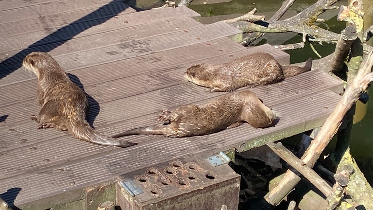 Hitze im Landauer Zoo