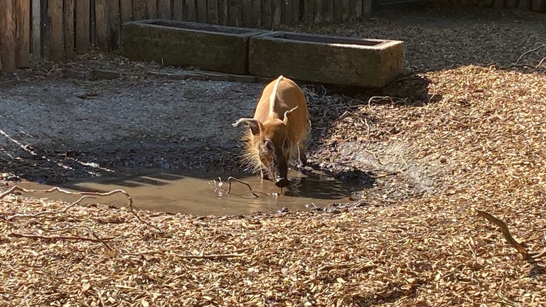 Hitze im Landauer Zoo