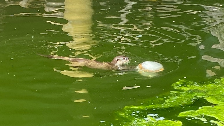 Hitze im Zoo Landau: So kommen die Tiere durch den Sommer