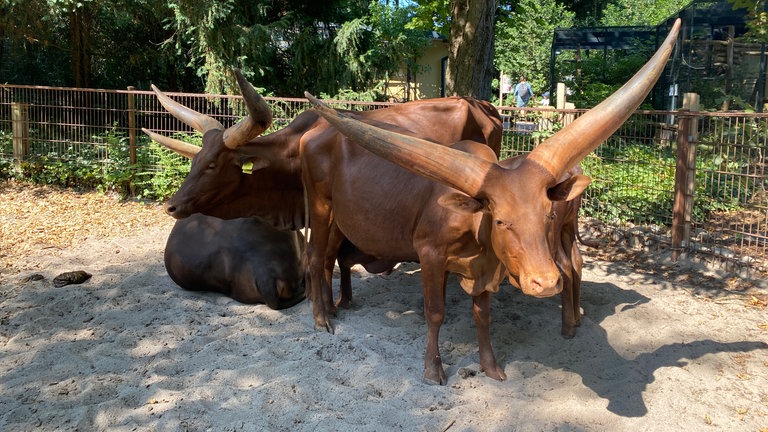 Hitze im Landauer Zoo