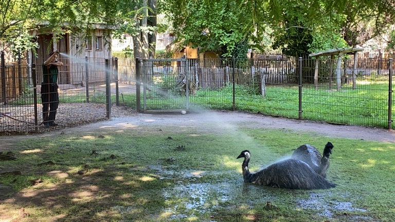 Hitze im Zoo Landau: So kommen die Tiere durch den Sommer