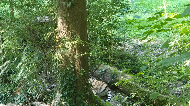 Hitze im Landauer Zoo