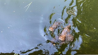 Hitze im Landauer Zoo