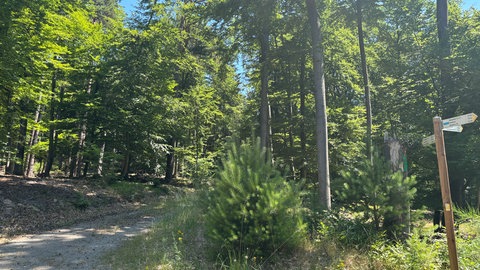 Im Pfälzerwald bei Bad Dürkheim ist es zurzeit sehr trocken. Es gilt die zweithöchste Waldbrandgefahr.