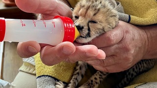 Das Gepardenbaby bekommt Milch 