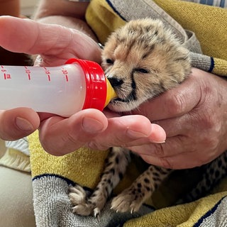 Das Gepardenbaby bekommt Milch 