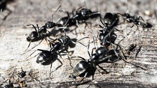 Ameisenart Tapinoma magnum