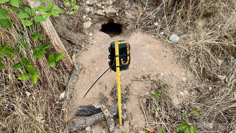 Kontrolle: Eine Wildtierkamera macht Fotografien von Dachsen, falls sie ihre Höhle im Bahndamm verlassen.