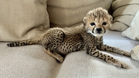 Geparden-Baby im Landauer Zoo, das mit der Flasche groß gezogen wird. Hier sitzt es auf einer Couch und schaut in die Kamera.