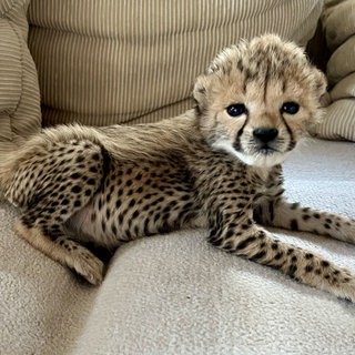 Geparden-Baby im Landauer Zoo, das mit der Flasche groß gezogen wird. Hier sitzt es auf einer Couch und schaut in die Kamera.