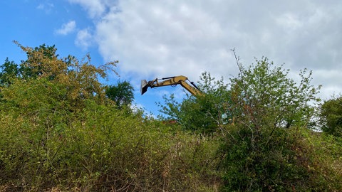 Bagger bei der Arbeit auf dem Bahndamm. Hier bei Forst ist ein Vogelschutzgebiet.